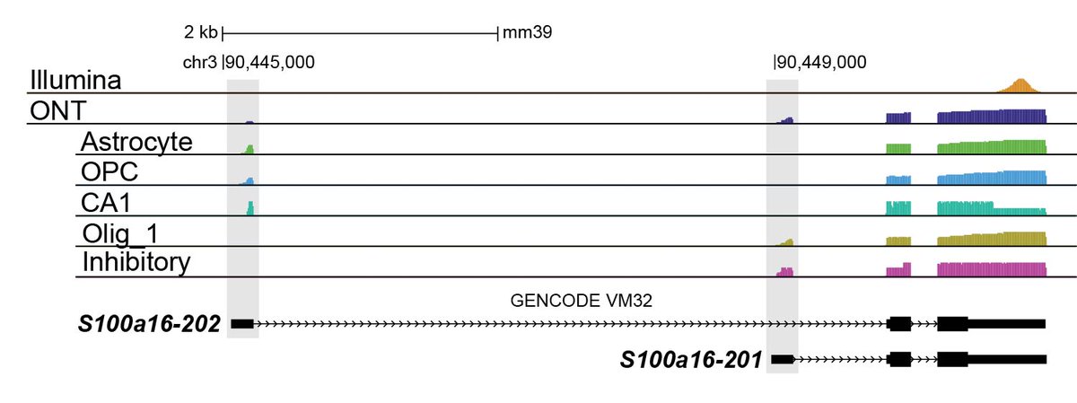 timp0's tweet image. Using @10xGenomics  Genomics and @nanopore  sequencing, we generated the first single-cell long-read dataset of the mouse hippocampus. For example, S100a16, a calcium-binding protein, has cell-type alternative isoforms undetectable with standard 10X 3’ short-read data: