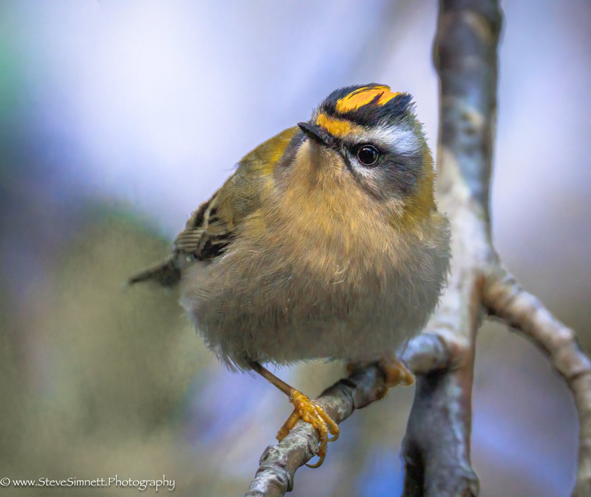 Firecrest - Whitmoor Common 
18th November '25
<a href="/SurreyBirdNews/">SurreyBirdClubNews</a> <a href="/RSPB_Guildford/">RSPB Guildford & District Local Group</a>