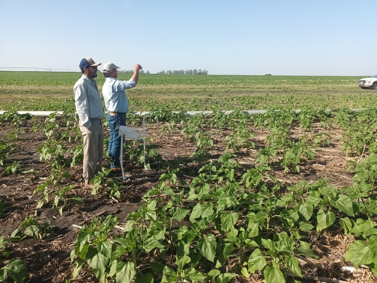Seguimos a full, esta mañana con el 1 Richard Dean Anderson de <a href="/CopagranUy/">COPAGRAN</a> 
(Para mi es MacGyver)

Lo mejor de la mañana fueron las chacras de maíz NS 7626 VIP3 CL y NS 7765 VIP3, ambos sembrados temprano.
