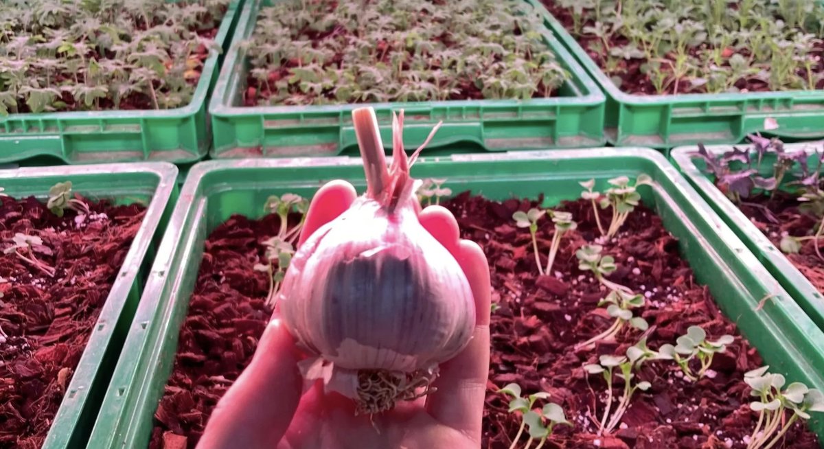 Now is the time to plant spring garlic, because garlic needs the cold months to form strong roots.   

And here’s the secret…it’s super easy. Prep and plant the bulbs, and then chill out drinking apple cider by the fire until spring comes.

area2farms.com/almanac/planti…