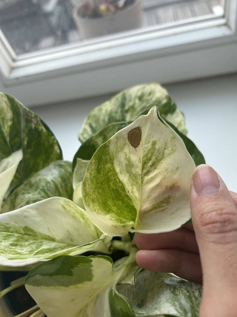 My last straw, weiß jemand was meine pflanze hat? Ich hab schon erde ausgewechselt, weniger gegossen, mehr gegossen, standort geändert ( ist sehr feucht da wo sie ist), keine käferchen… aber diese braunen flecken kommen immer wieder auch wenn ich die Blätter entferne, heeelp 🫠