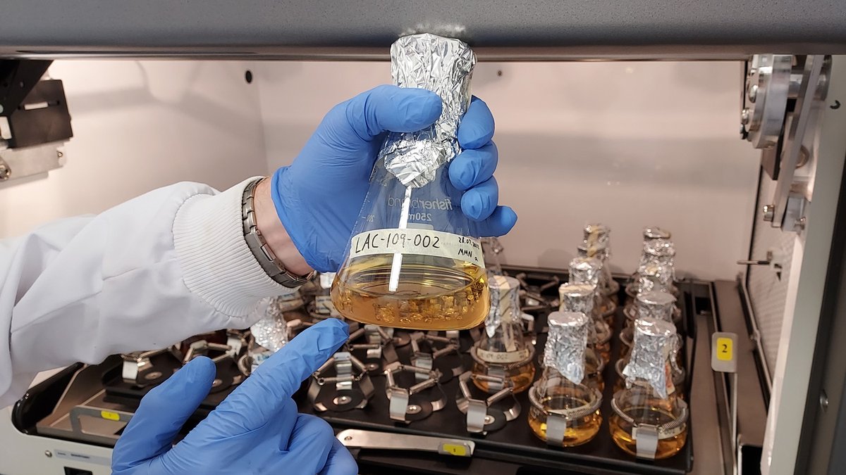 MidlothScience's tweet image. Rhizocore Technologies&apos; #fungi-powered pellets are transforming tree planting. ​The Midlothian #biotech has secured £4.5M investment to scale production and North American expansion, to advance woodland restoration and unlock the power of soil health. midlothiansciencezone.com/news/biotech-f…