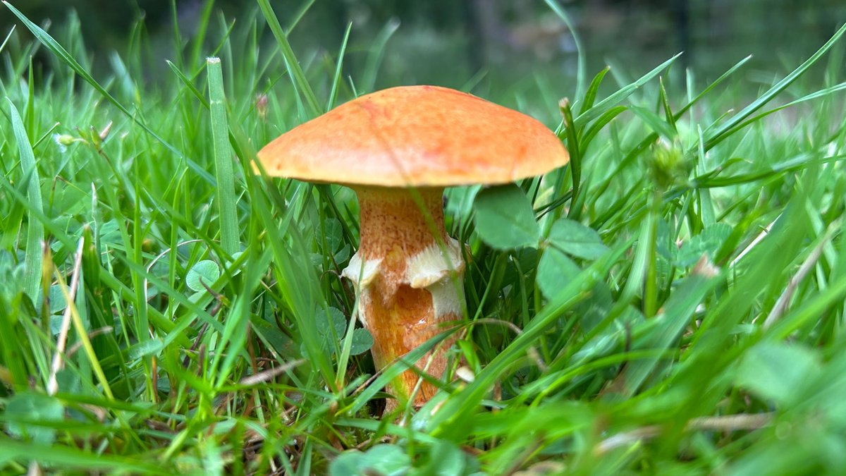 MidlothScience's tweet image. Rhizocore Technologies&apos; #fungi-powered pellets are transforming tree planting. ​The Midlothian #biotech has secured £4.5M investment to scale production and North American expansion, to advance woodland restoration and unlock the power of soil health. midlothiansciencezone.com/news/biotech-f…