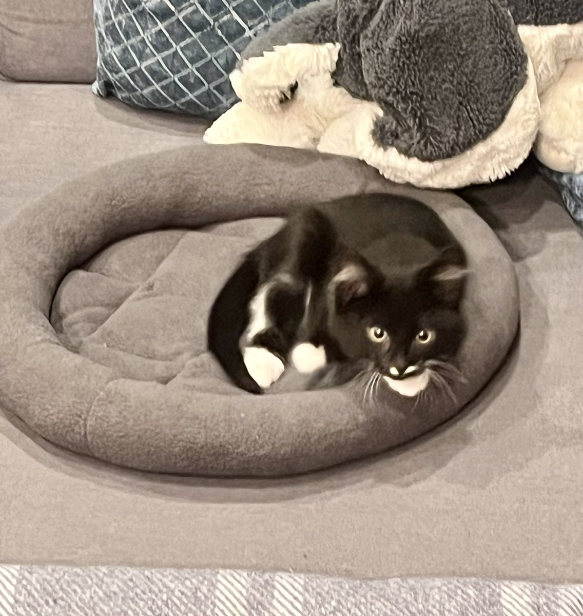 Здравствуйте 
Посмотрите на Перчика пожалуйста 
Спасибо