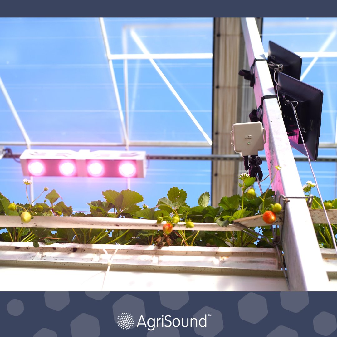 AgriSoundTech's tweet image. Did you know bees navigate using UV light? 🐝
They rely on flower UV patterns to find nectar.

That's where we come in... we help optimise lighting &amp;amp; pollination for bee health and crop success. 🌾

#Agrisound #BeeHealth #AgTech #Pollination #SmartFarming