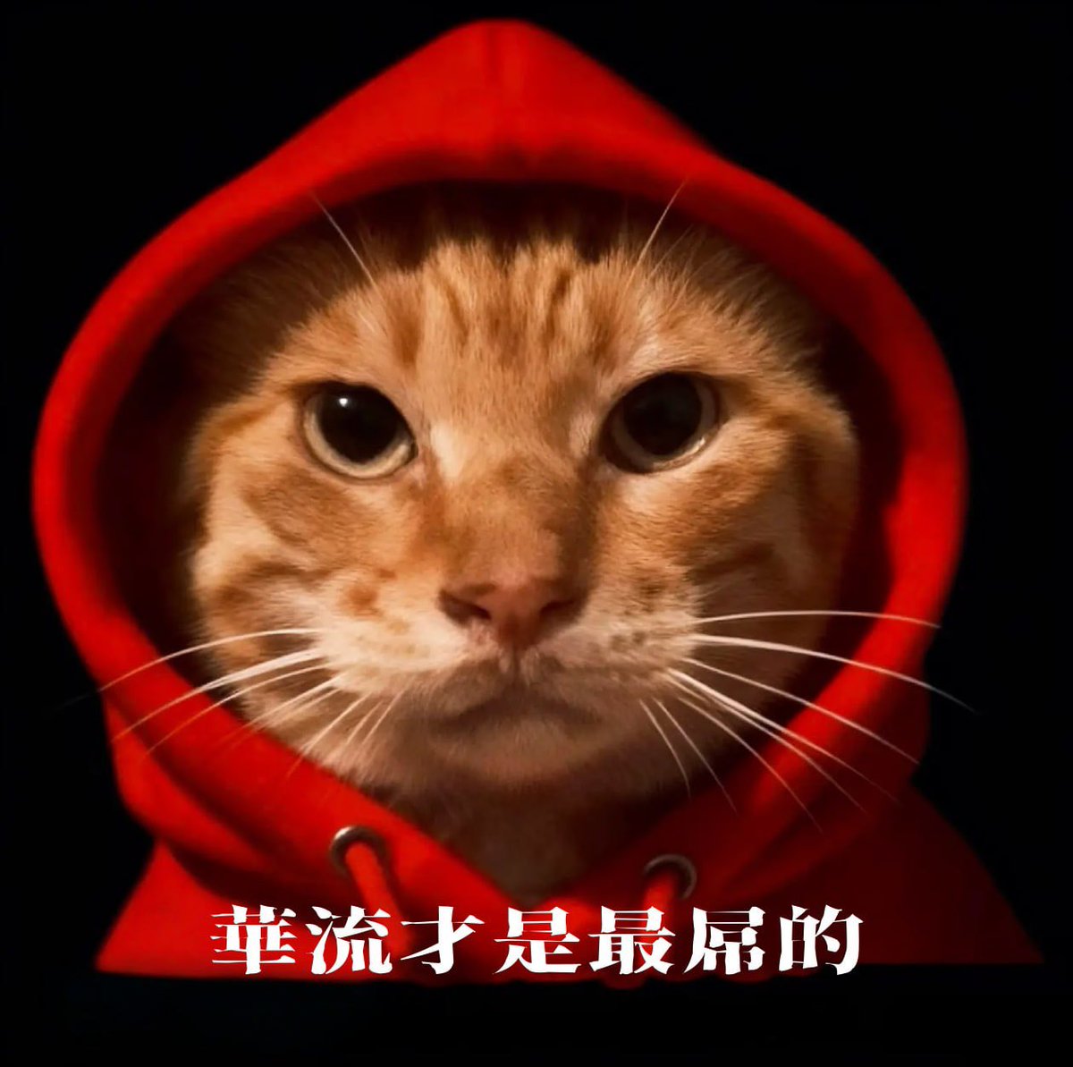 霎眼廿七岁🍊 tweet media