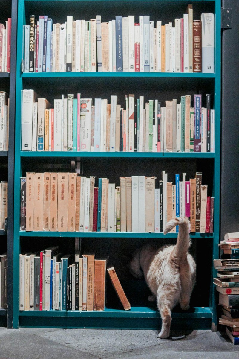 TinyCat_lib's tweet image. &quot;Where did that book go?&quot; Better track your lending with TinyCat.  

TinyCat Webinars are Wednesdays at 1:00pm EST. 

Zoom link in comments.

#books #libraries