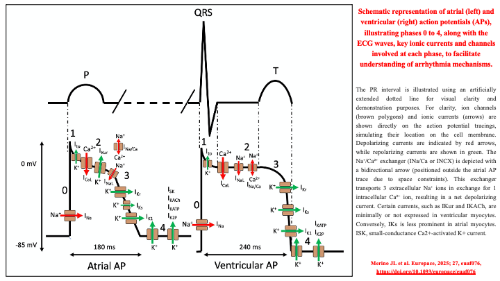drraviele's tweet photo. ๐ Interesting schematic representation of atrial & ventricular #ActionPotentials
๐ illustrating phases 0 to 4, along with #ECG waves, key #IonicCurrents & channels involved at each phase
#EPeeps #CardioTwitter #Arrhythmias @Hragy @ZHeart11768530 @TrackYourHeart @DrJasonAndrade https://t.co/jNQgvRsBHZ