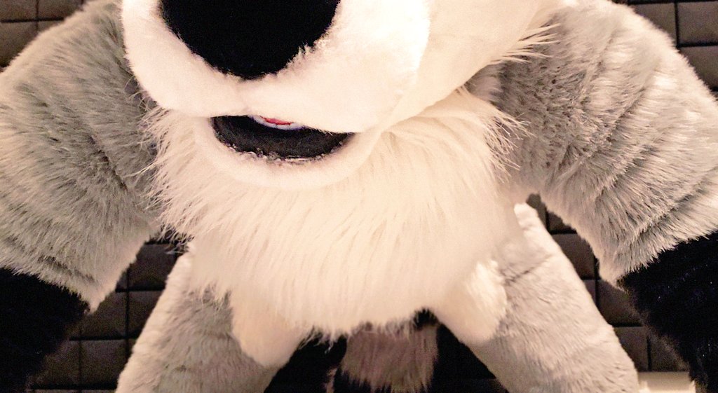 Indycoone's tweet photo. It's Hump Day ya'll 🍆💦💦💦
#FursuitEveryday #FilthyAnimals https://t.co/SoEPdhnp9o