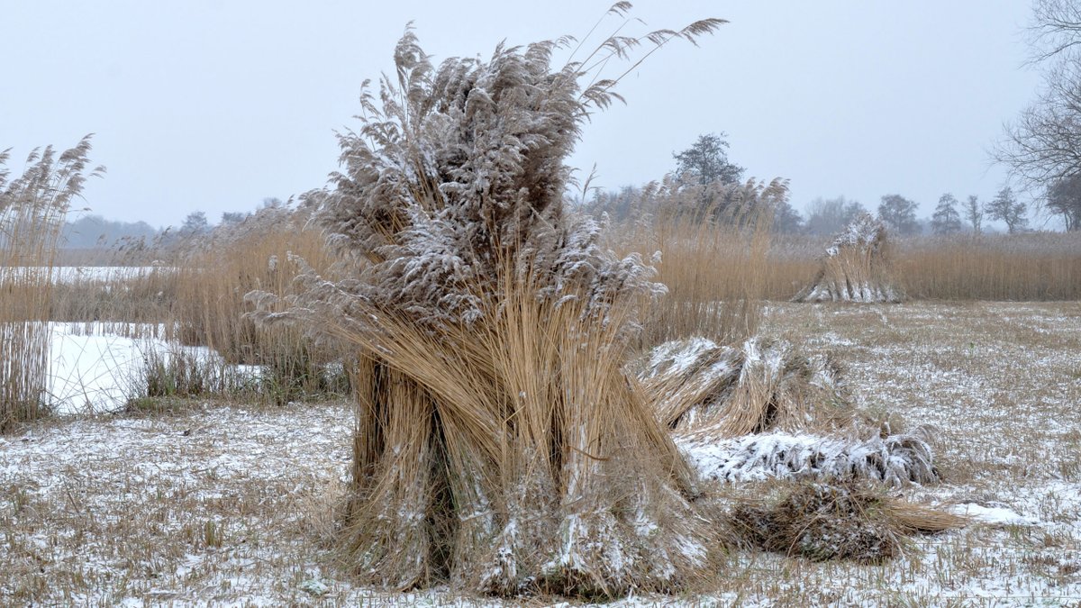 RTV SLOS tweet media