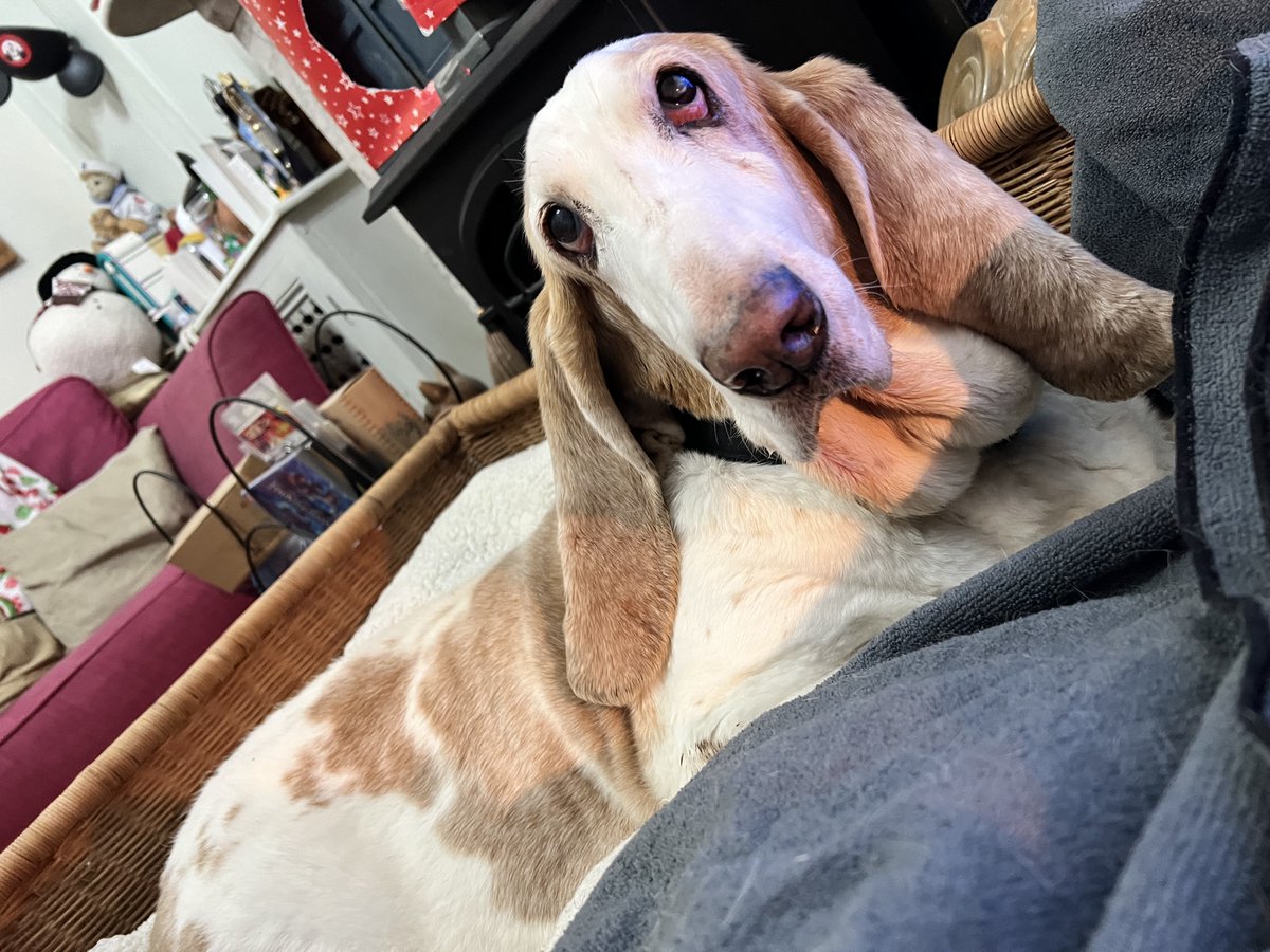 Dan 🐶 tweet media