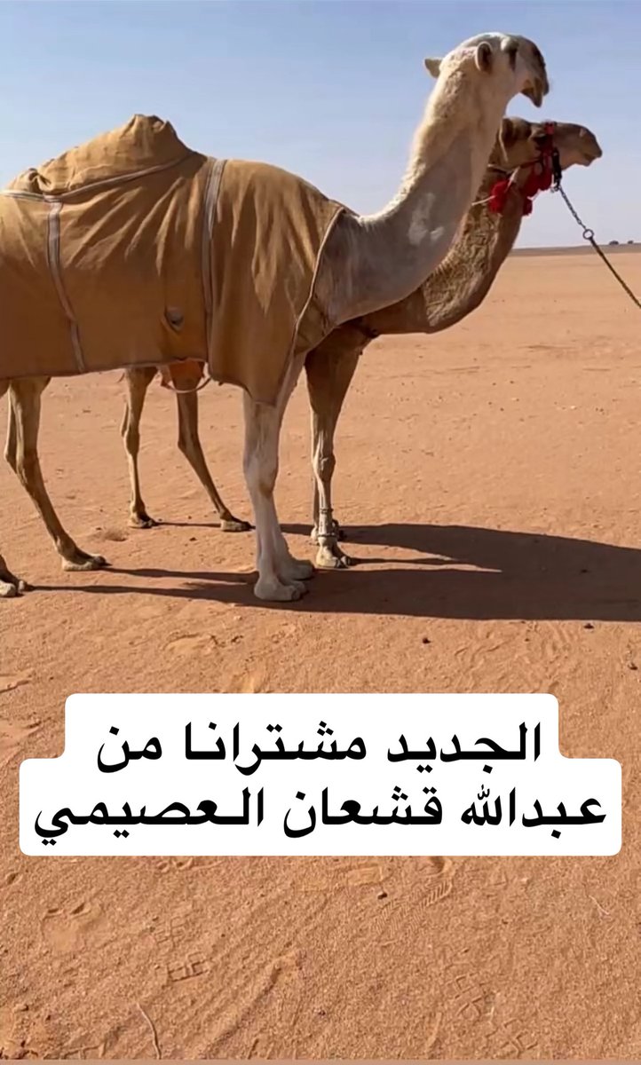 فارس سعود ابن صحران tweet media