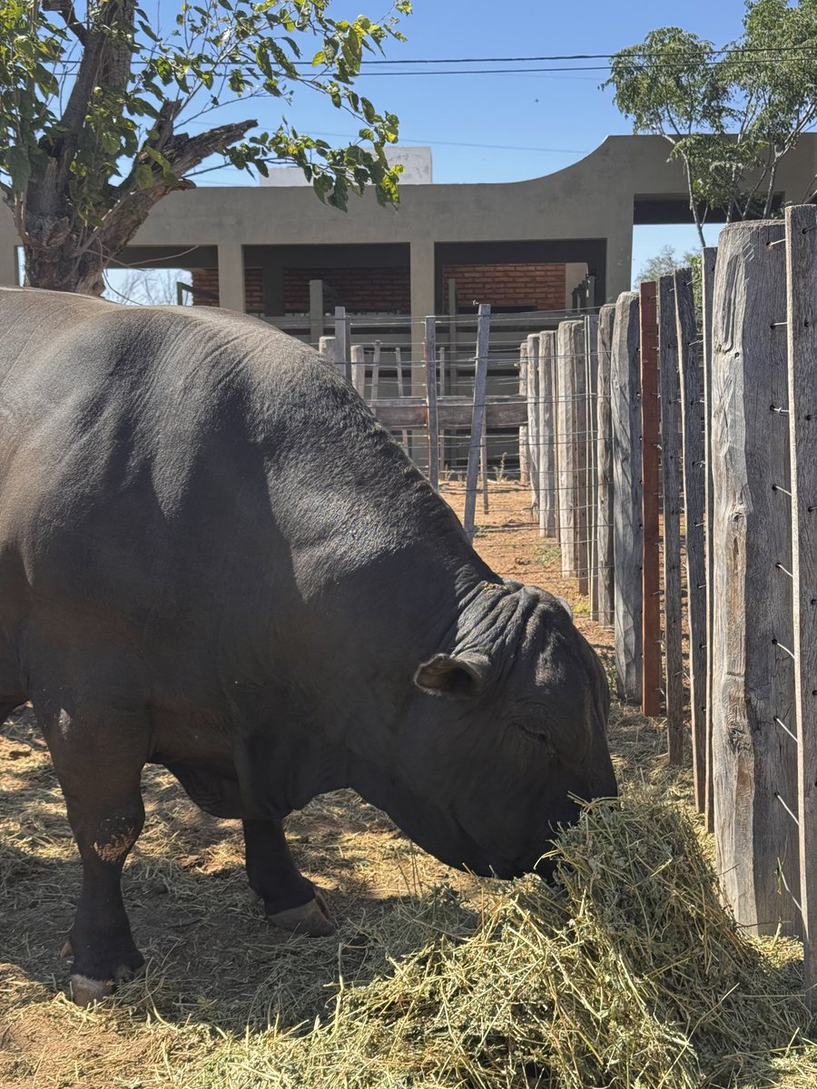 De local o visitante la ganadería riojana es la mejor de la región  🐮👌

Casi todo listo para dar comienzo al 4to Remate de Cabañas Riojanas 🌾

#lariojaargentina #rematedecabañas