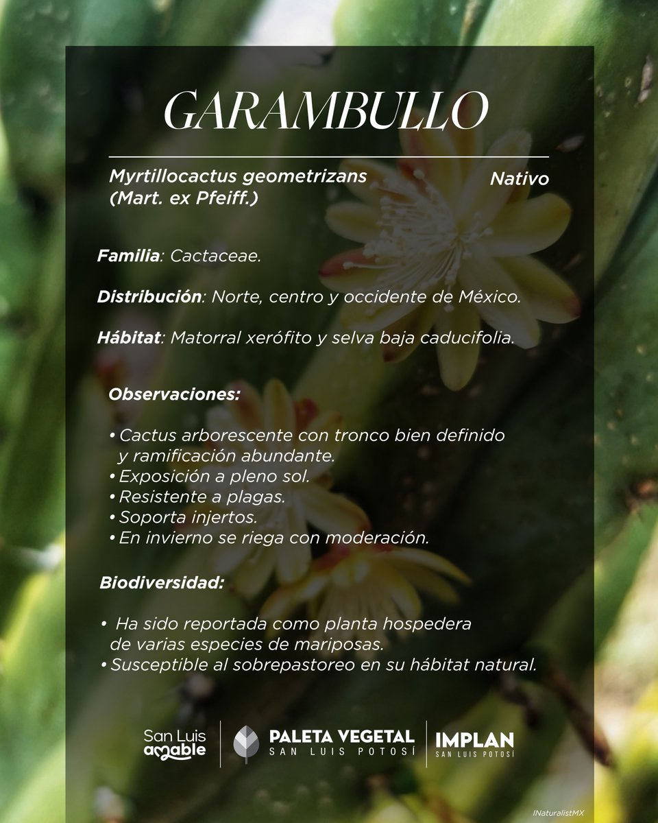implanslp's tweet image. «Myrtillocactus geometrizans (Mart. ex Pfeiff.)»
Especie Nativa que podrás encontrar en la «Paleta Vegetal» de San Luis Potosí.

#yohagosanluisamable

Descárgala aquí ⬇️
bit.ly/3PW0Ehu