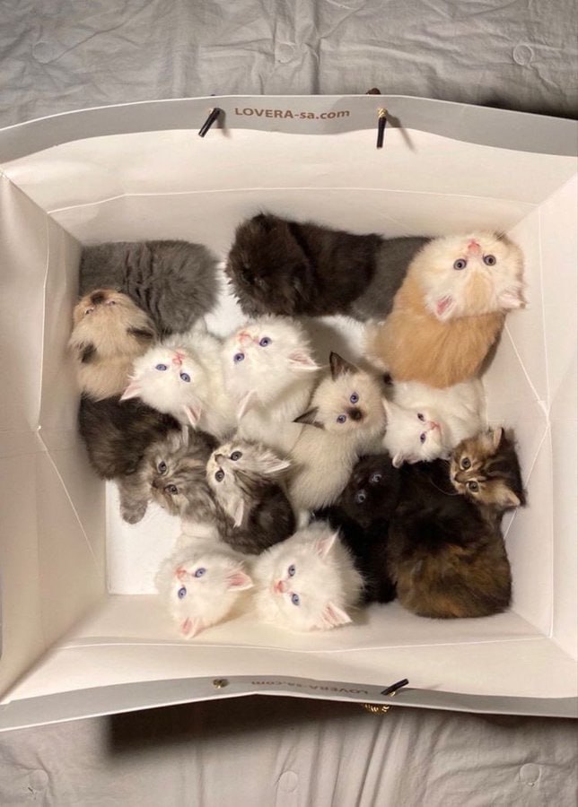 اذا جاك ذا الكيس هدية تقبله ولا لا؟