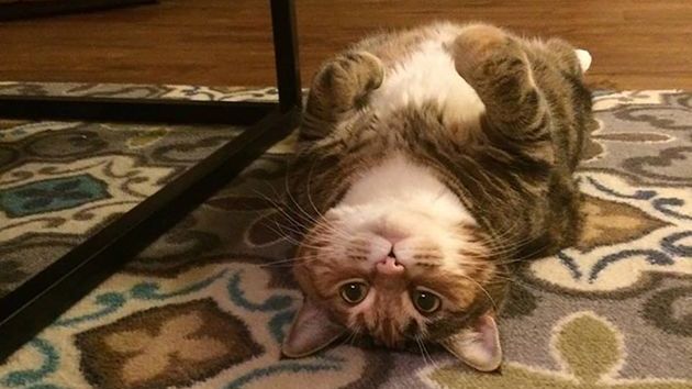 Hypnotic writing cat says...You will write today! Write! #AmWriting Note to self. ...Keep Writing. ~ Each day writing brings you closer to the story you want. #Author #Writing #Writer Join #FirstDraftFall #WeeknightWriters @weeknightwriters.bsky.social - Wrtr