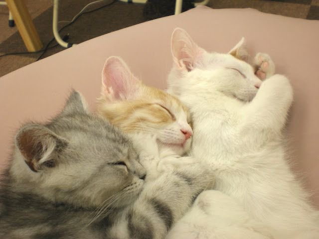 KAPRA Diner tweet media