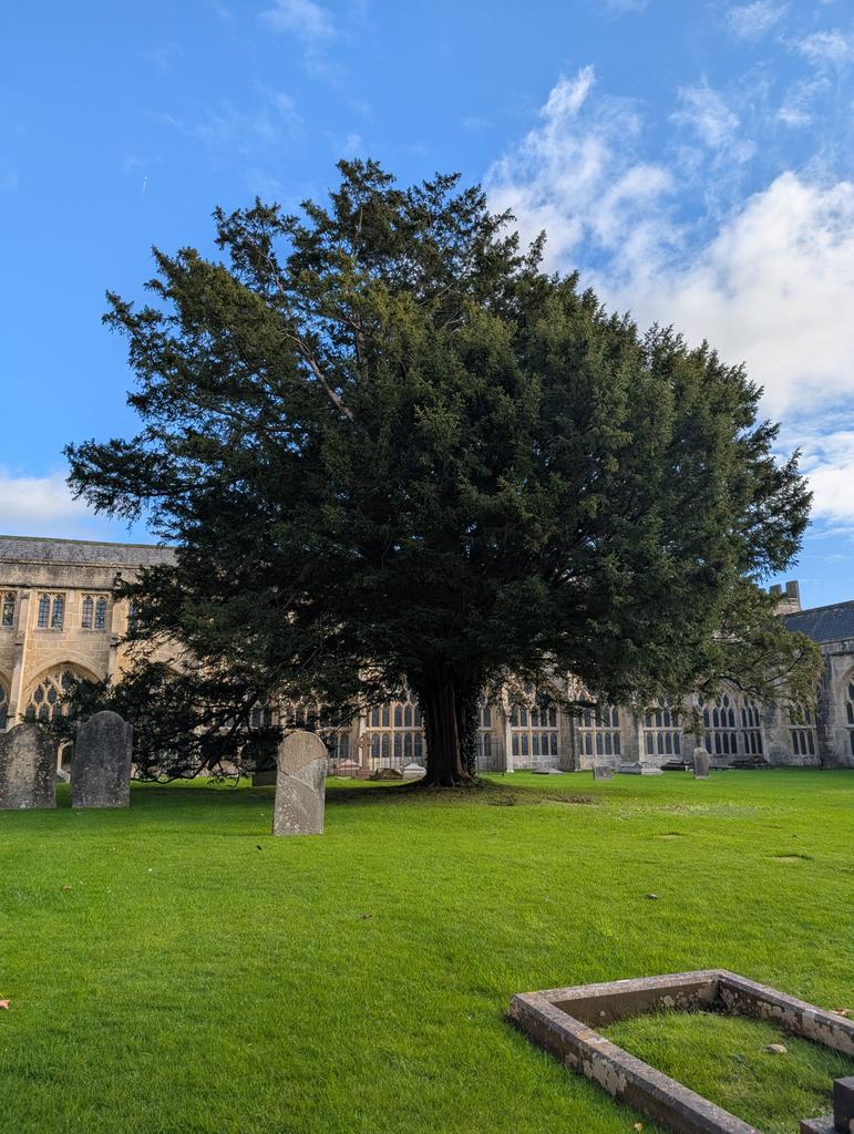 Steve_Britton72's tweet image. Gorgeous tree at Wells Cathedral #TreeClub