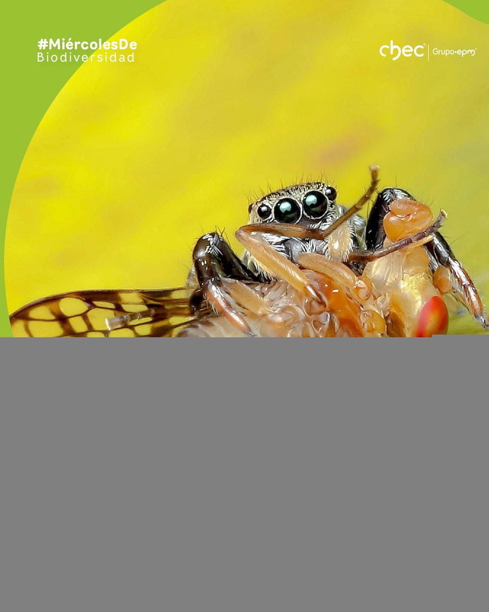 CHECGrupoEPM's tweet image. Fotografía realizada por Ricardo Sinisterra Galeano, participante del Concurso de Fotografía Ambiental XVIII Corpocaldas -CHEC, en la categoría de Fauna. 

Nombre de la foto: Sin escape

#ConcursodeFotografía #CHEC #MiércolesdeBio