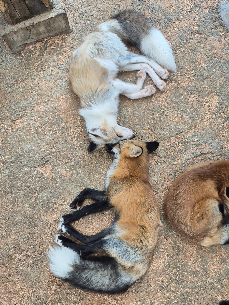 TheFoxLife's tweet image. 