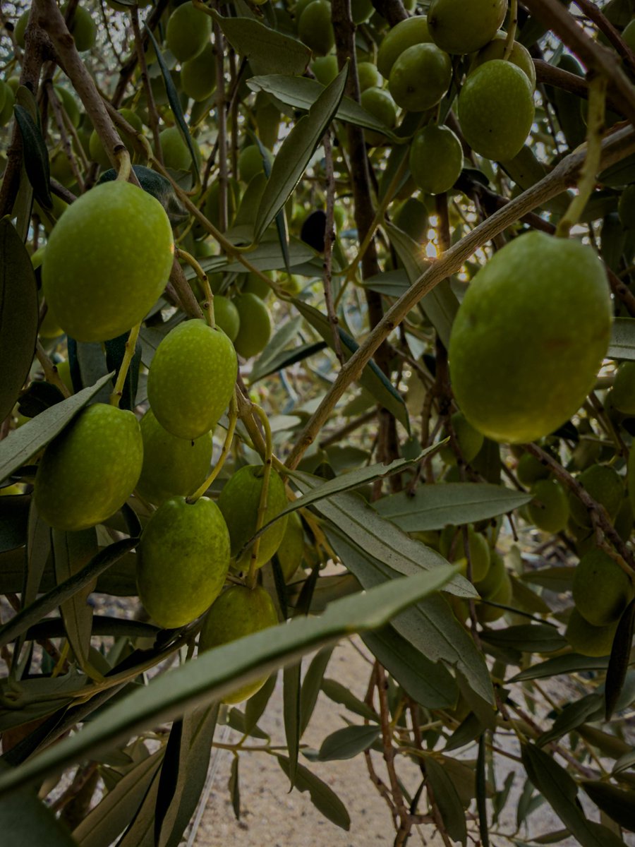 SglSimon's tweet image. Learning all about olives today whilst visiting L’Oulibo. Great fun, and also, an olive themed #TreeClub