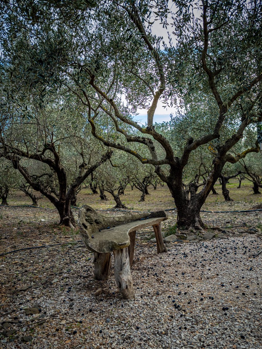 SglSimon's tweet image. Learning all about olives today whilst visiting L’Oulibo. Great fun, and also, an olive themed #TreeClub