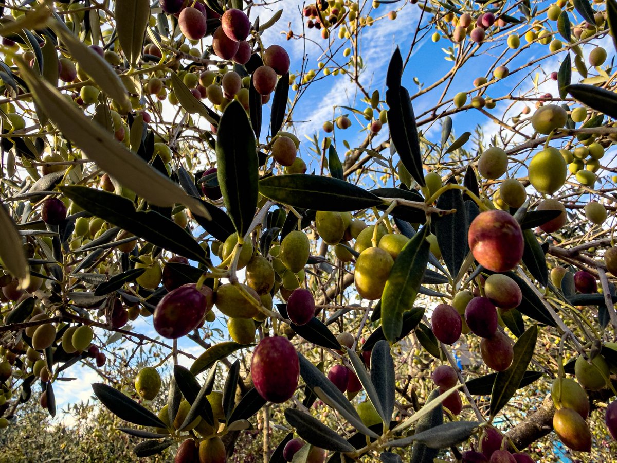 SglSimon's tweet image. Learning all about olives today whilst visiting L’Oulibo. Great fun, and also, an olive themed #TreeClub