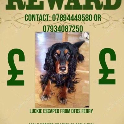 rosieDoc2's tweet image. #NewProfilePic
#SpanielHour 
I will never give up on finding out what happened to LUCKIE was he found and kept (I hope so and he was happy and loved) OR was his body found and we weren’t told DEC16 / JAN17 
Any info PLS let us know #NorthShields #Tynemouth #WhitleyBay 🆘