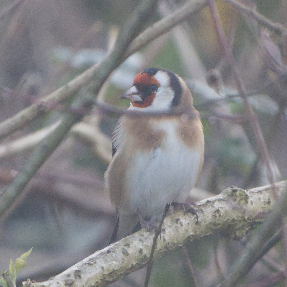 swaninga_fotos's tweet image. Stieglitz vom Wochenende. Da war es allerdings etwas neblig 🙂 #Natur #Fotografie #goldfinch #NaturePhotography #TwitterNatureCommunity
