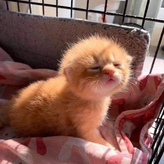 KamisakuraJ's tweet photo. Pov: you woke him up... https://t.co/Wy7WekIuNC