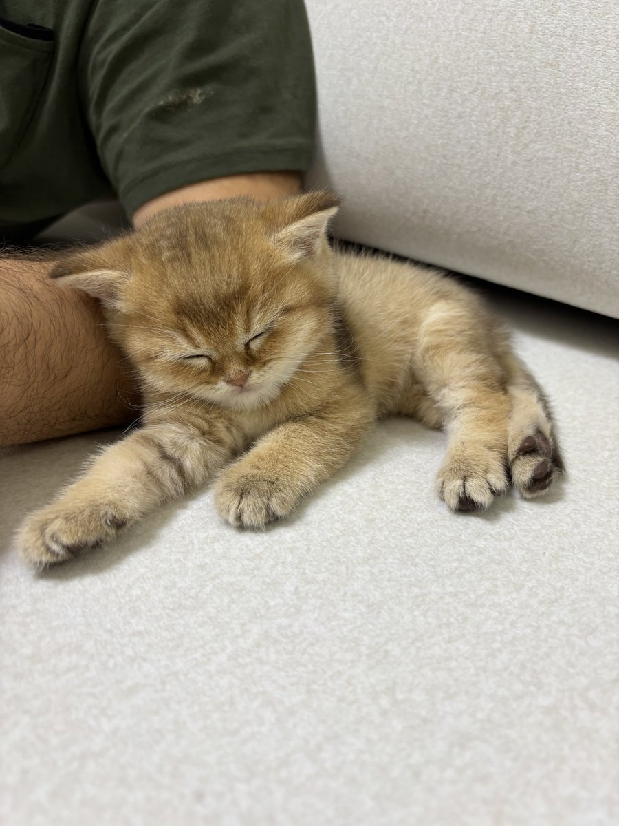 Evdə *ğlan uşağı əvəzinə pişik saxlayanları daha yaxşı başa düşməyə başlamışam.