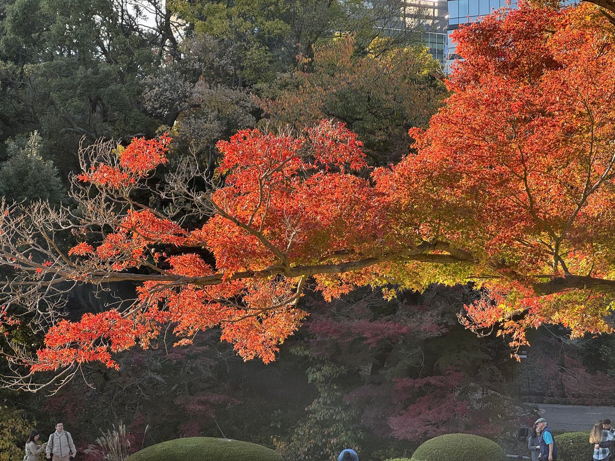 Eko3F's tweet photo. 11/19 新宿御苑
紅葉綺麗になってきました
秋バラも見頃🌹
紅葉は日が当たると本当に綺麗🍁 https://t.co/8iUj8bkVfN