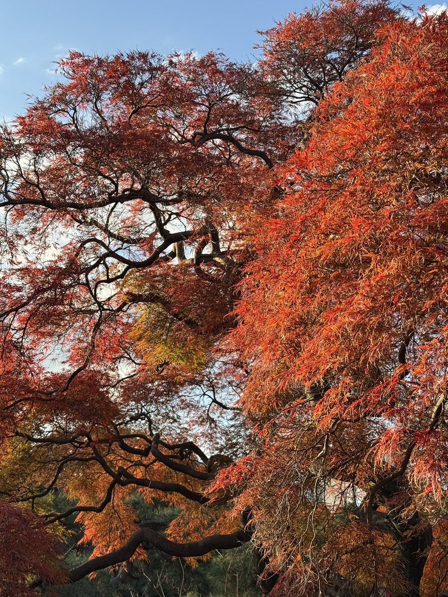 Eko3F's tweet photo. 11/19 新宿御苑
紅葉綺麗になってきました
秋バラも見頃🌹
紅葉は日が当たると本当に綺麗🍁 https://t.co/8iUj8bkVfN