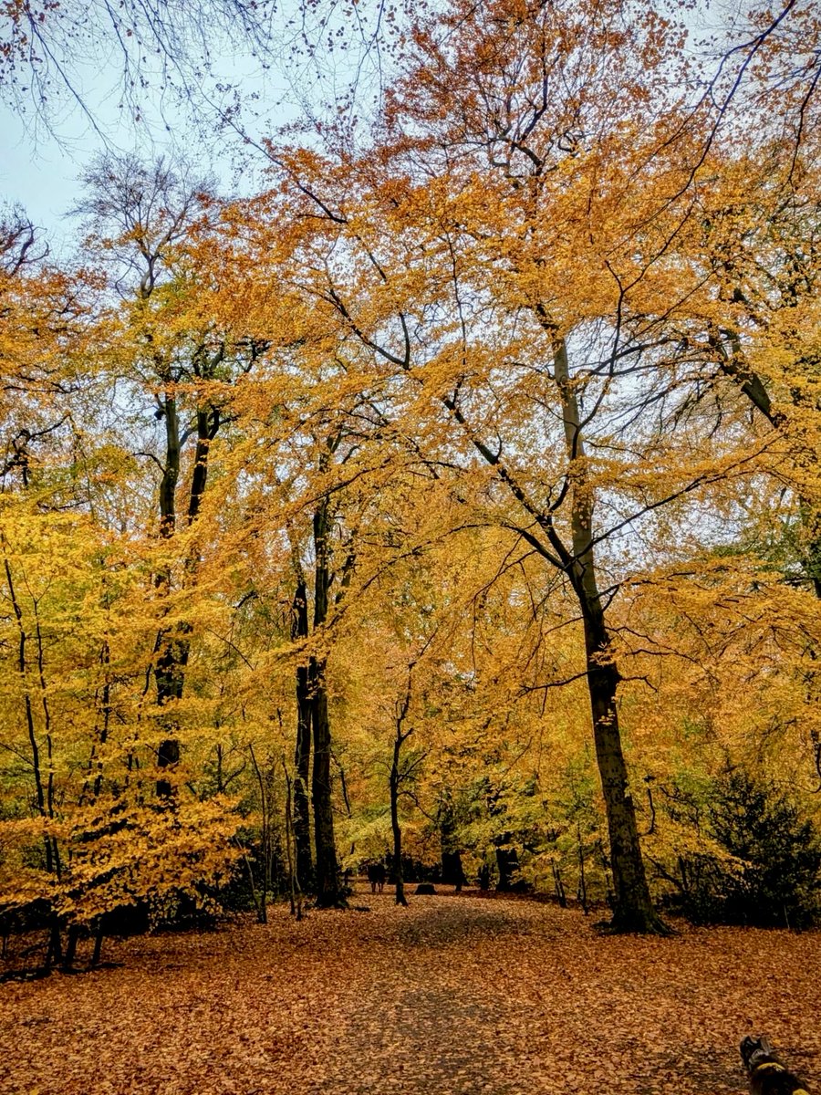 KnowledgeBrief's tweet image. From cycling to autumn walks, the KnowledgeBrief team is active this November for our Young Lives vs Cancer fundraiser. 🚴‍♀️🍂🏃‍♀️

We&apos;ve logged 156 hours so far! Thank you to everyone involved. 🌟

Support us here ↓
justgiving.com/page/knowledge…

#WellnessChallenge #CorporateWellbeing