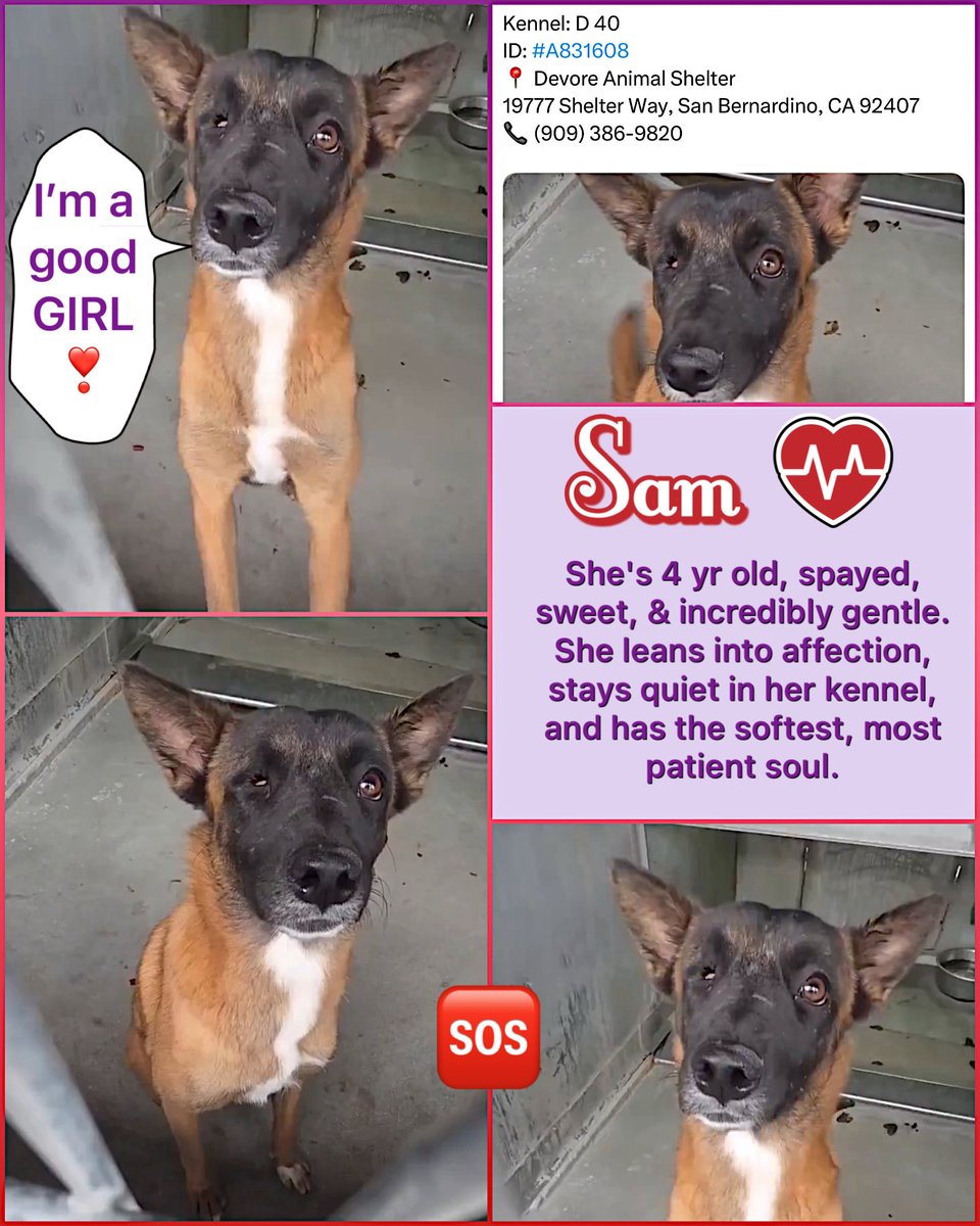 Malimum17's tweet image. 🏴‍☠️🆘 call for sweet girl SAM, she’s TBK 
4 yo, spayed, loving, calm. PERFECT. Sam has microphthalmia, which causes one eye to be smaller than the other. It doesn&apos;t hurt or affect her. No reason to kill her‼️ SHARE, better foster or adopt this love 💗 . Details in tweet below ⬇️…