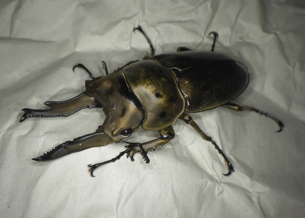 クワカブ好き えび天07 (@kabukuwa7777) / Posts / X