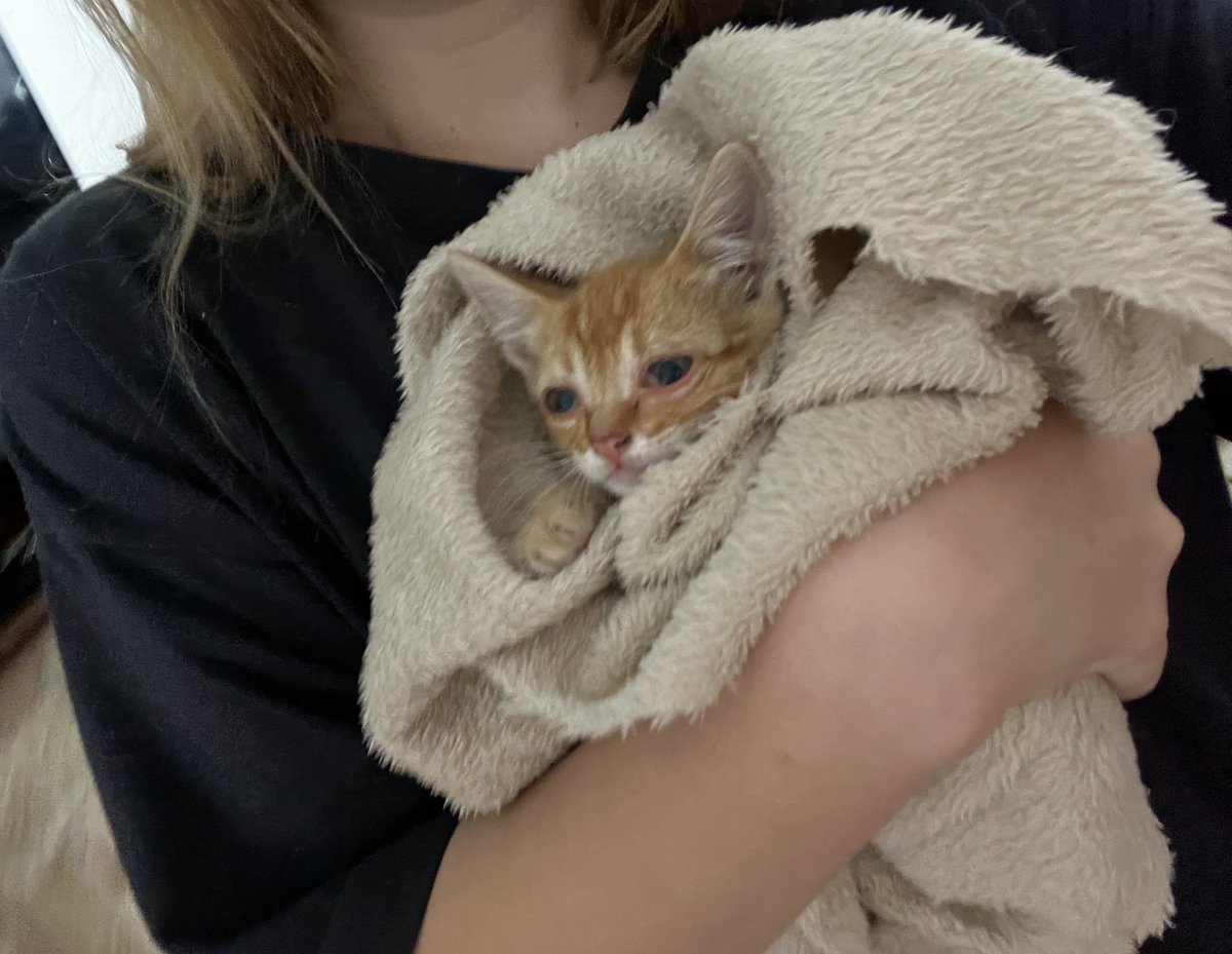 rescate y di en adopcion esta gatita el mismo dia q lindo saber q todavia existe gente d buen corazon:3