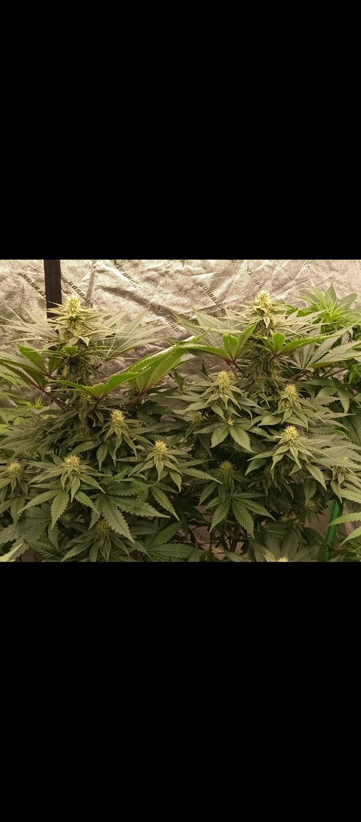 MidGrow's tweet image. Just a Gem.... 

Blue Goo 💙 Riot Seeds '08

Athena Pro line