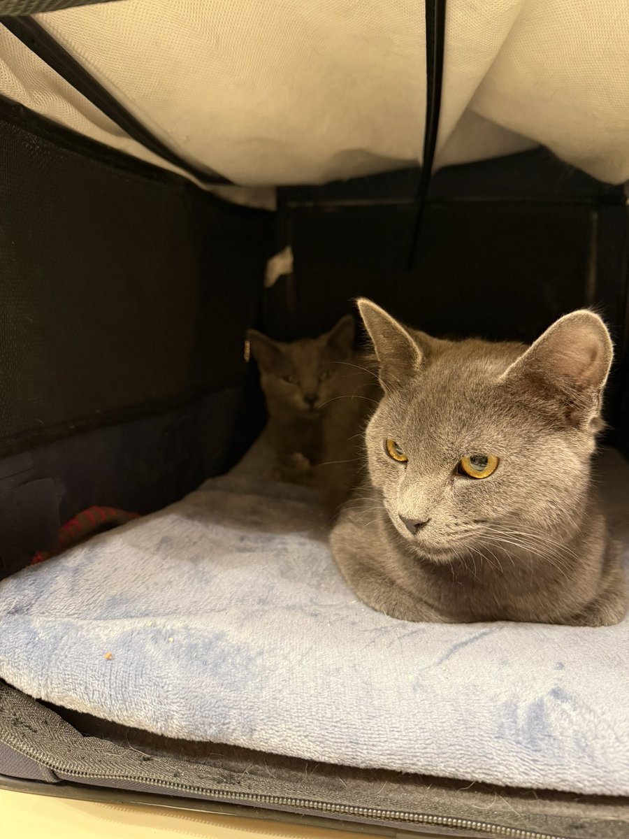 drpull's tweet image. Little Tristan doesn’t normally make much noise, but this morning on his way to his neutering he was crying constantly. First time he was separated from her so I think he just missed her. Didn’t cry when they went to the vet together. Positive thoughts for my little guy please!