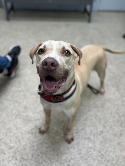 PSPCA's tweet image. As we gear up for warmth, food, and family next week, Wiggles is still hoping for the one thing he’s been dreaming of - a home of his own.

Wiggles is pure joy. He is a happy, wiggly boy who lights up every room he enters. He’s sweet, quirky, and ready to give his whole heart to…