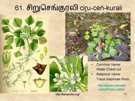 banup_0803's tweet image. குறிஞ்சி பூக்கள்:

செங்குரலி ❤️

&quot;சிறுசெங்குரலி&quot;

சிறிய சிவந்த நிறத்தை உடைய பூக்கள்..

#குறிஞ்சிப்பாட்டு