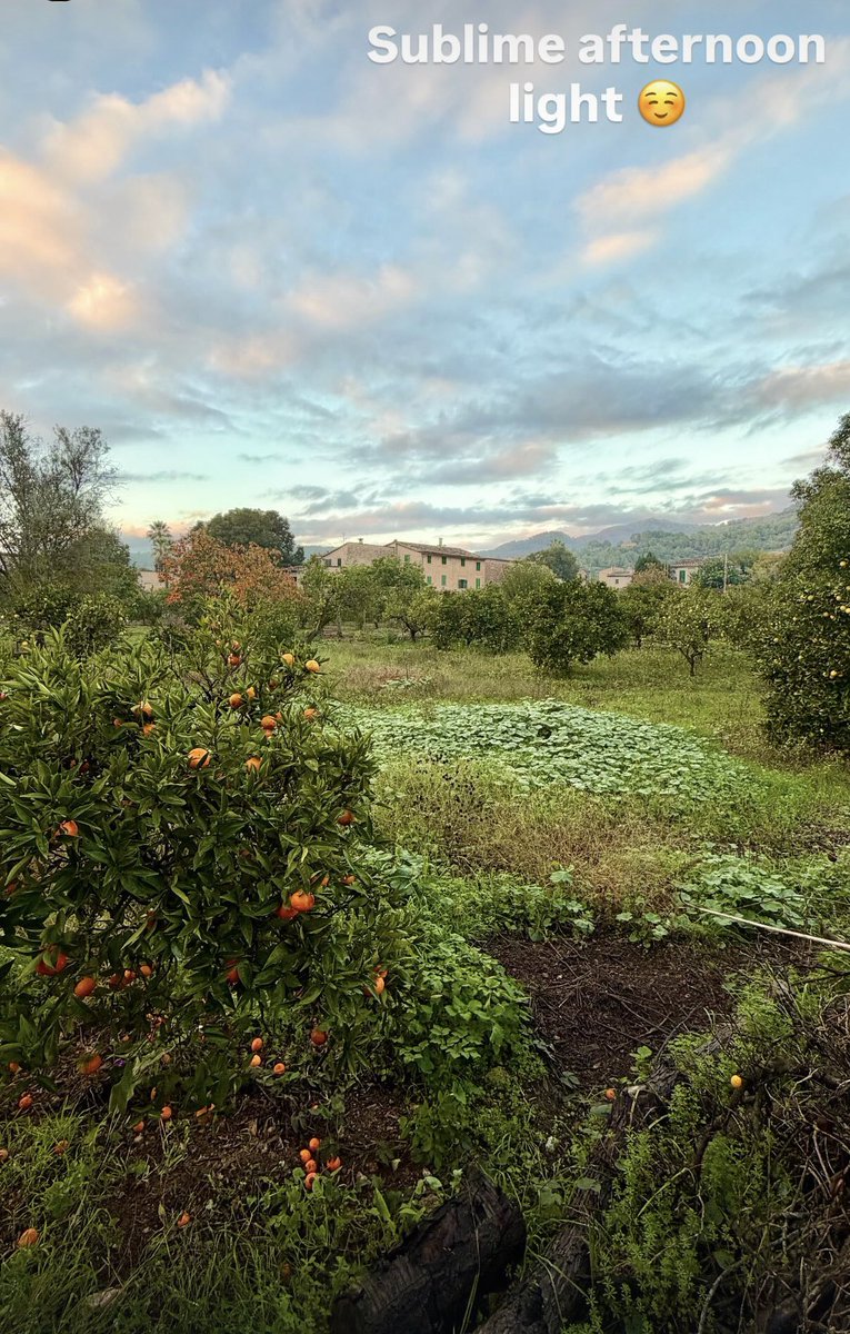 I love the late afternoon light of Autumn here in Sóller. So mellow and entrancing ☺️☀️Happy evening all wherever you are.