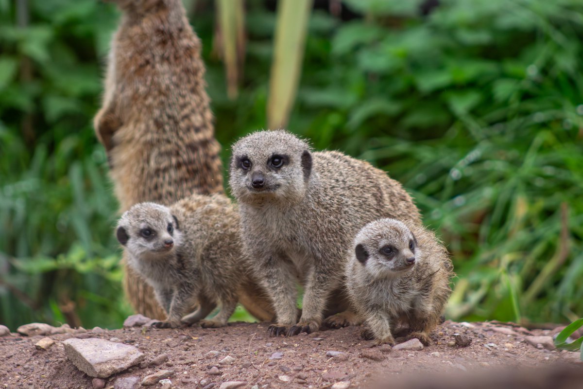 Fota Wildlife Park is delighted to announce the birth of two meerkat pups to mother Biggy and dad, Snaggle, who are the dominant breeding pair within the clan.