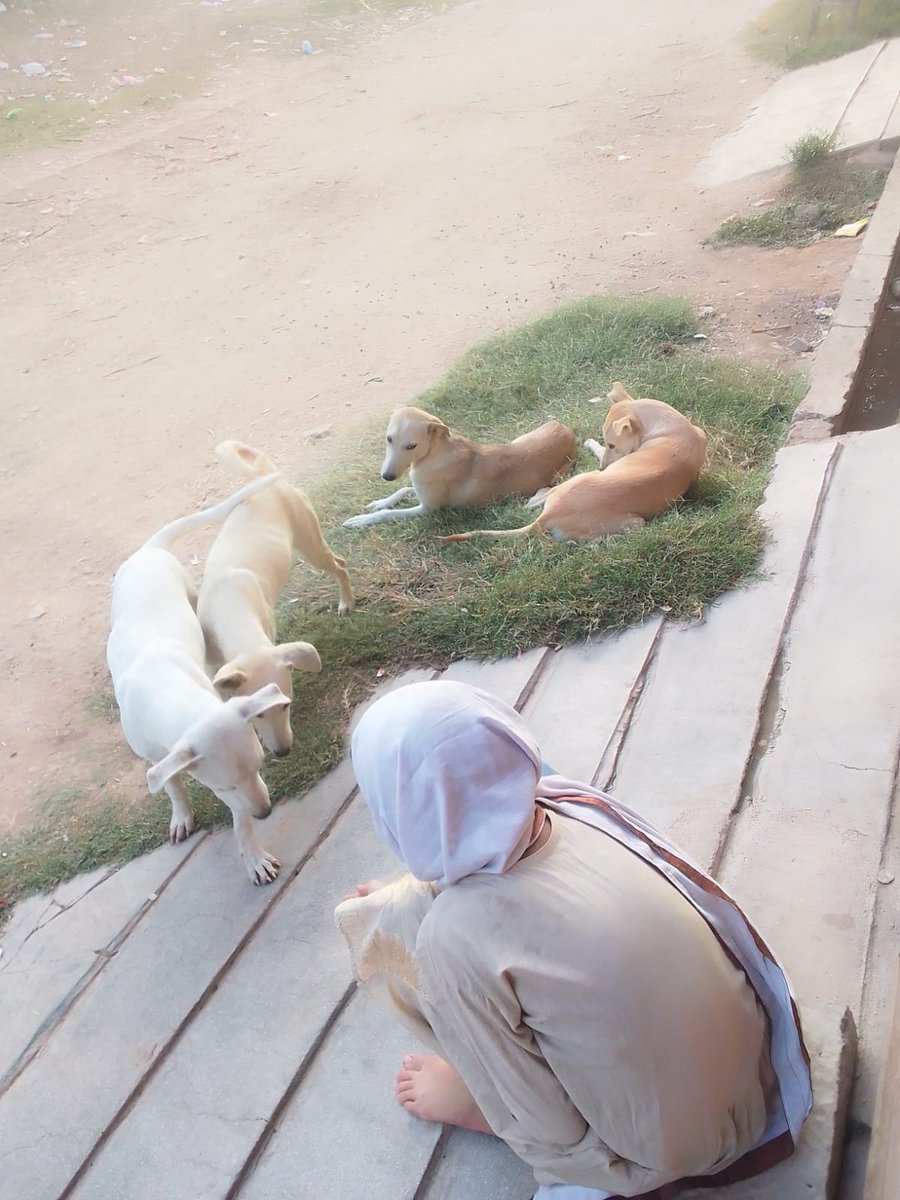 Thank you Sara 💕 

I hope we can close it by Saturday. So I have promised fosterers to pay them. 

If 8.5 𝐤𝐢𝐧𝐝 𝐡𝐞𝐚𝐫𝐭𝐬 donate $𝟏𝟎 𝐞𝐚𝐜𝐡, I can clear this fee in a few days. 💕

📸 chai, biscuit, badal, Bunty are 4 beautiful rescue puppy who are at paid fosters.