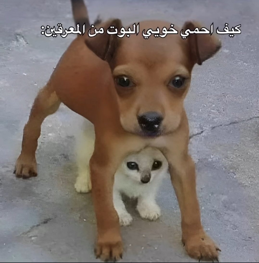 𝑴𝑶𝑯𝑨𝑴𝑴𝑬𝑫 (@pvrj22) on Twitter photo 