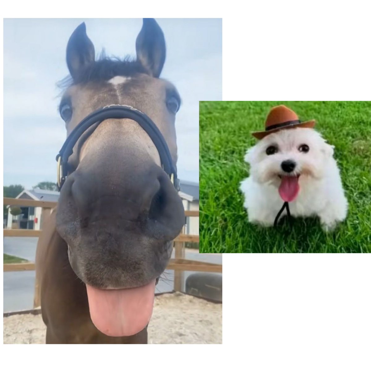 raposilds's tweet image. atençao