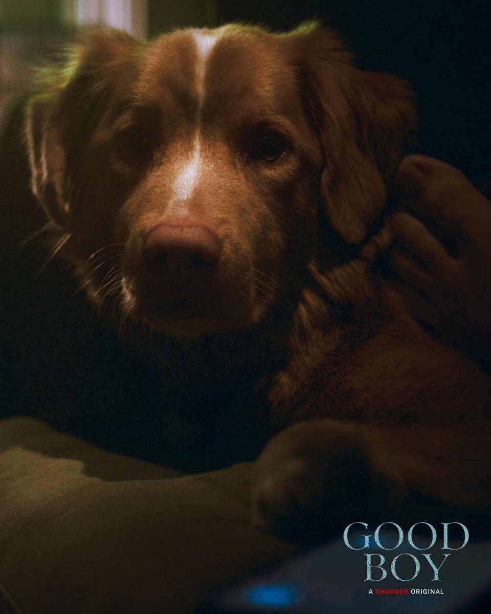 Shudder's tweet photo. Man's best friend... and defender.

Don't miss GOOD BOY, coming to Shudder this Friday. https://t.co/gMXn9hlWXY