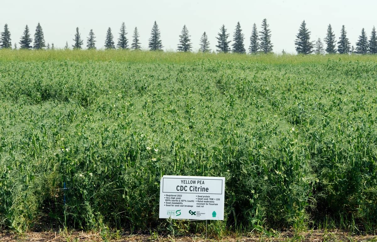 realagriculture's tweet image. New pulse genetics are changing the game for growers! Laurie Friesen discusses breeding progress and variety comparisons in the latest Pulse School episode.  

👉 Watch now: ow.ly/NA4E50XtLNO  
#cdnag #pulses