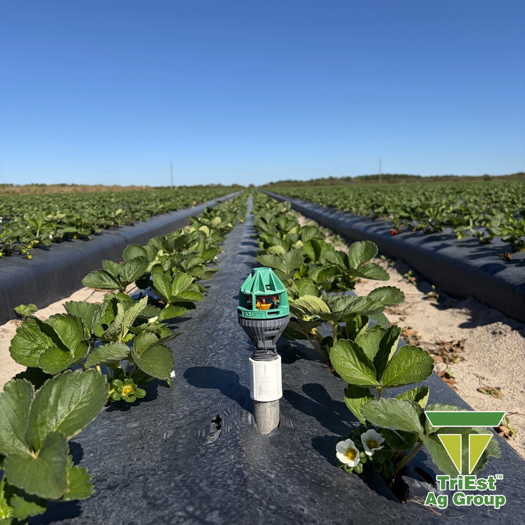 TriEst_Ag's tweet image. Early Florida strawberries are off to a strong start. Our irrigation solutions, ag technologies, and soil health programs help growers maximize yield and quality in plasticulture systems.

🔗 triestag.com

#StrawberryProduction #IrrigationSolutions #SoilHealth