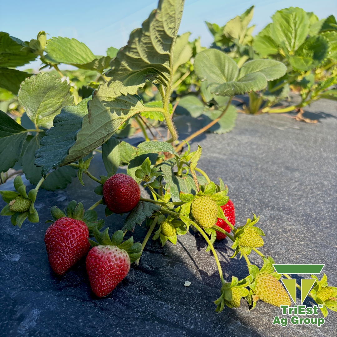 TriEst_Ag's tweet image. Early Florida strawberries are off to a strong start. Our irrigation solutions, ag technologies, and soil health programs help growers maximize yield and quality in plasticulture systems.

🔗 triestag.com

#StrawberryProduction #IrrigationSolutions #SoilHealth